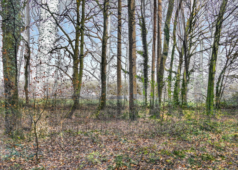 wald1